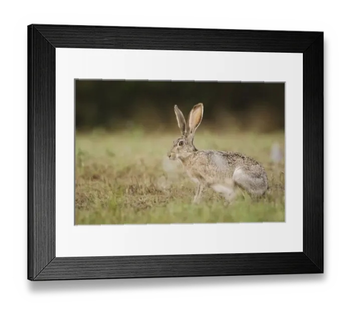 Framed Print : Black-tailed Jackrabbit