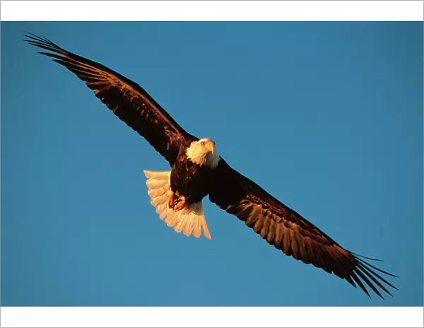 Bird of Prey, Bald Eagle in flight, Kachemak Bay, Homer, Alaska