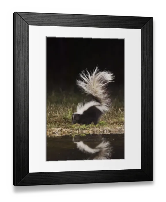 Framed Print : Nature, Fauna Framed Print : Nature, Fauna