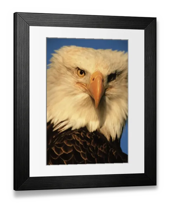 Framed Print : Bird of Prey, Bald Framed Print : Bird of Prey, Bald