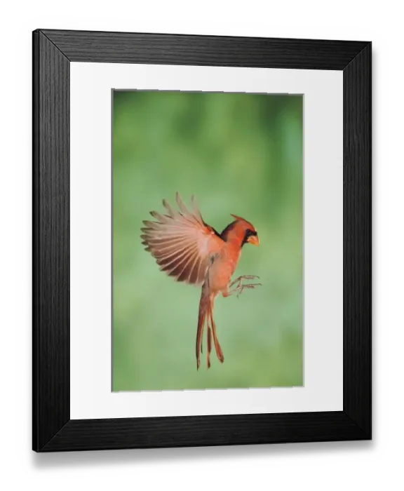 Framed Print : Northern Cardinal, Cardinalis cardinalis