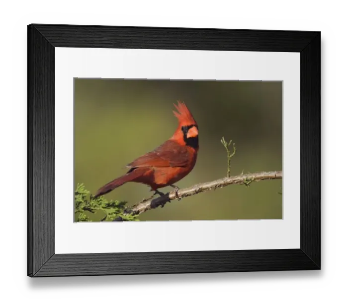 Framed Print : Nature, Fauna