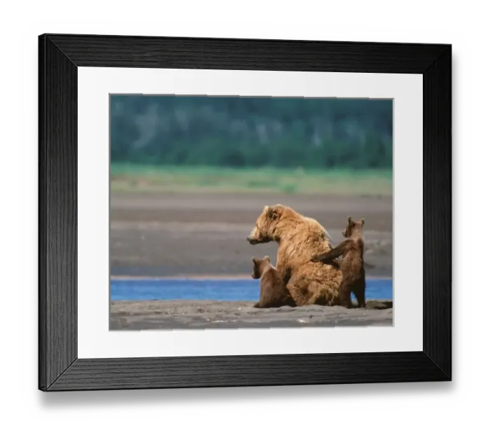 Framed Print : Brown Bear, Ursus