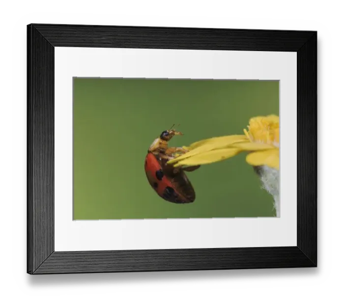 Framed Print : Ladybug Beetle, Coccinellidae, adult on flower, Uvalde County, Hill Country, Texas, USA Framed Print : Ladybug Beetle, Coccinellidae, adult on flower, Uvalde County, Hill Country, Texas, USA