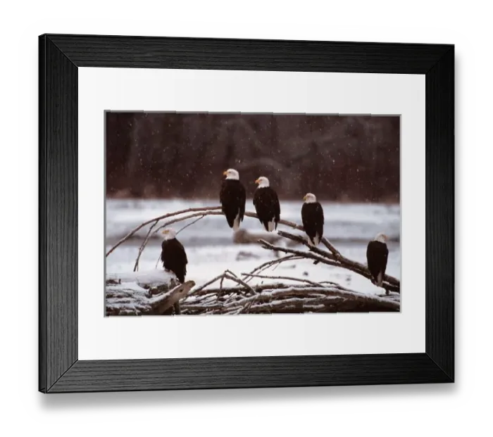 Framed Print : N. A. USA, Alaska Chilkat Bald Eagle Preserve, Bald Eagles Framed Print : N. A. USA, Alaska Chilkat Bald Eagle Preserve, Bald Eagles