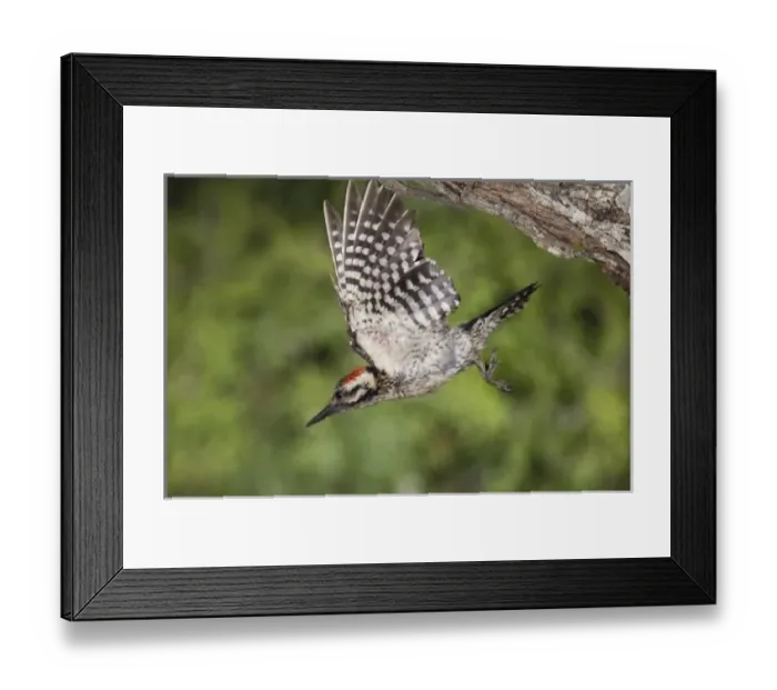 Framed Print : Ladder-backed Woodpecker, Picoides scalaris, male in flight leaving nesting cavity Framed Print : Ladder-backed Woodpecker, Picoides scalaris, male in flight leaving nesting cavity