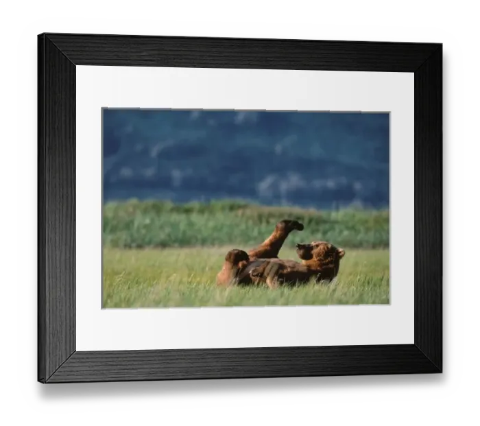 Framed Print : Brown Bears Framed Print : Brown Bears