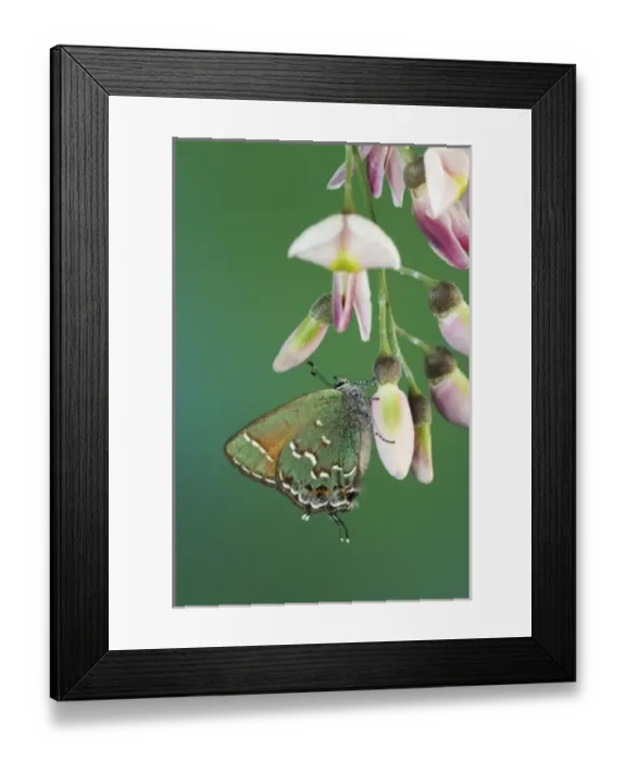 Framed Print : Juniper Hairstreak, Callophrys gryneus, adult on blossom of Eves Necklace (Sophora affinis)