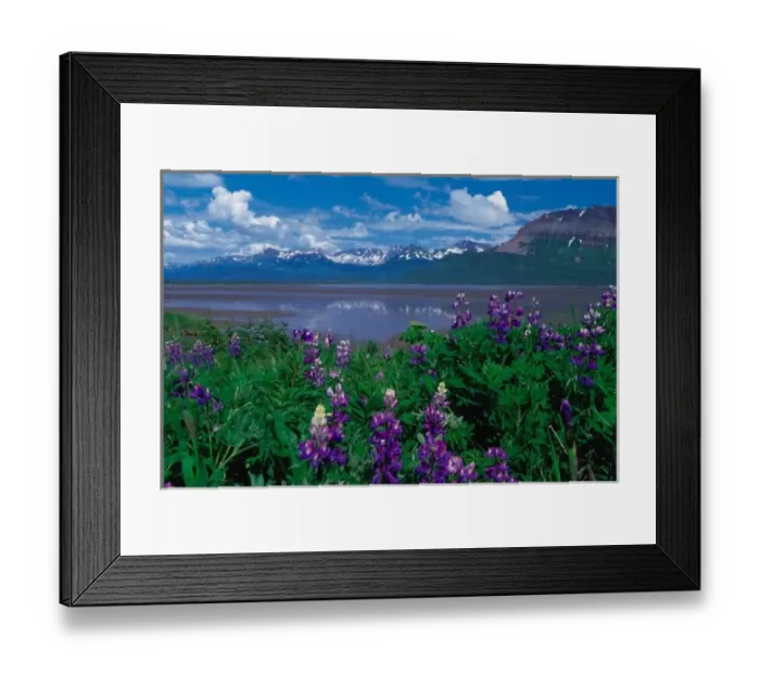 Framed Print : N. A. USA, Alaska Arctic Lupin - Lupinus arcticus Framed Print : N. A. USA, Alaska Arctic Lupin - Lupinus arcticus