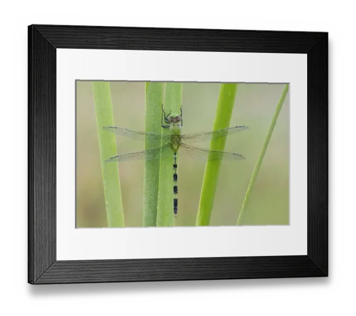 Framed Print : Great Pondhawk, Erythemis vesiculosa, adult resting on cattail covered in Dew, Willacy County