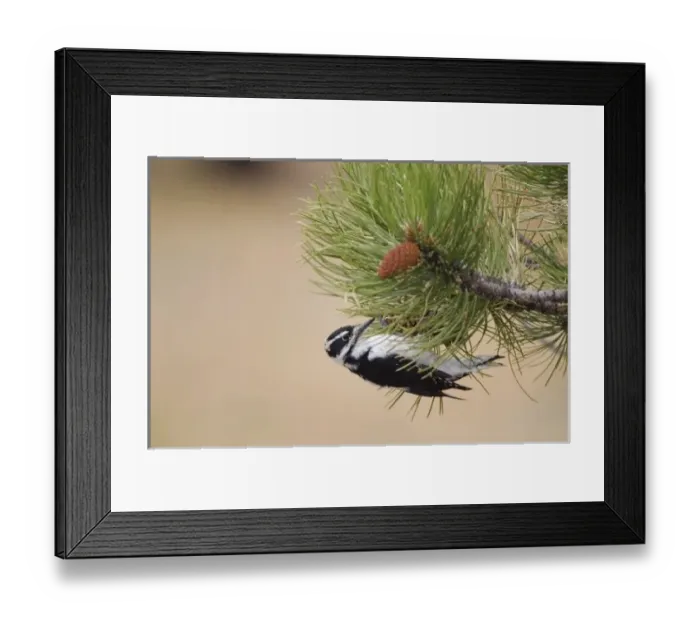 Framed Print : Nature, Fauna