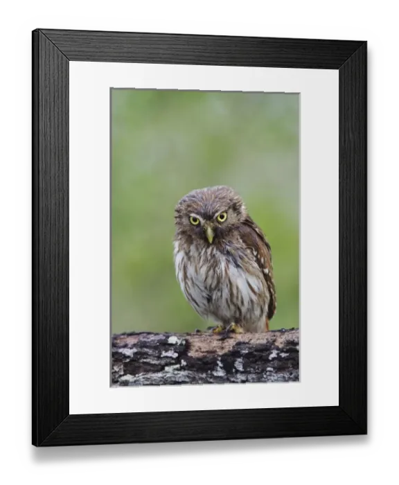 Framed Print : Ferruginous Pygmy-Owl, Glaucidium brasilianum Framed Print : Ferruginous Pygmy-Owl, Glaucidium brasilianum