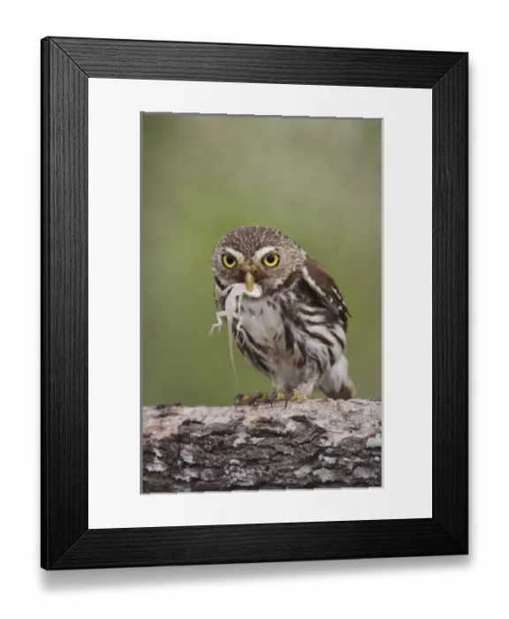 Framed Print : Nature, Fauna Framed Print : Nature, Fauna