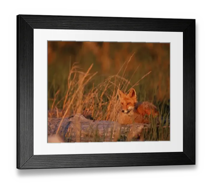 Framed Print : N. A. USA, Alaska Red Fox - Vulpes vulpes Framed Print : N. A. USA, Alaska Red Fox - Vulpes vulpes