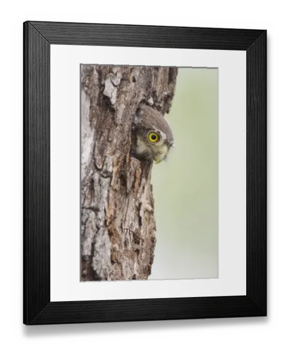Framed Print : Ferruginous Pygmy-Owl, Glaucidium brasilianum, young in nesting cavity, Willacy County Framed Print : Ferruginous Pygmy-Owl, Glaucidium brasilianum, young in nesting cavity, Willacy County