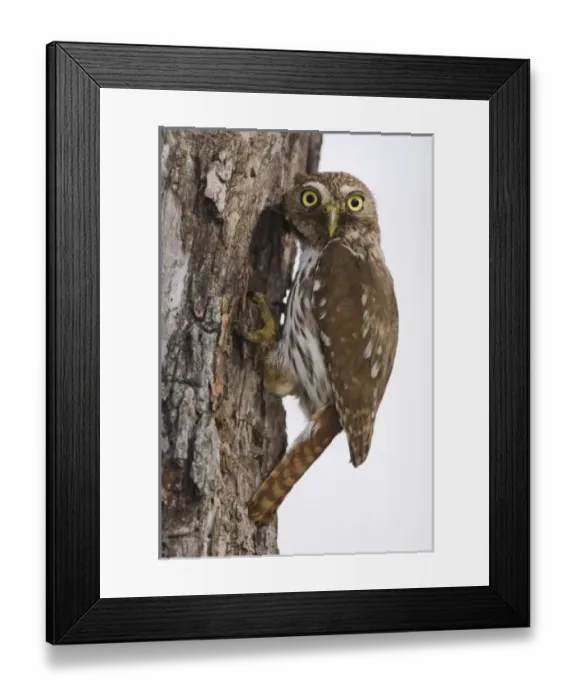 Framed Print : Ferruginous Pygmy-Owl, Glaucidium brasilianum, adult at nesting cavity, Willacy County Framed Print : Ferruginous Pygmy-Owl, Glaucidium brasilianum, adult at nesting cavity, Willacy County