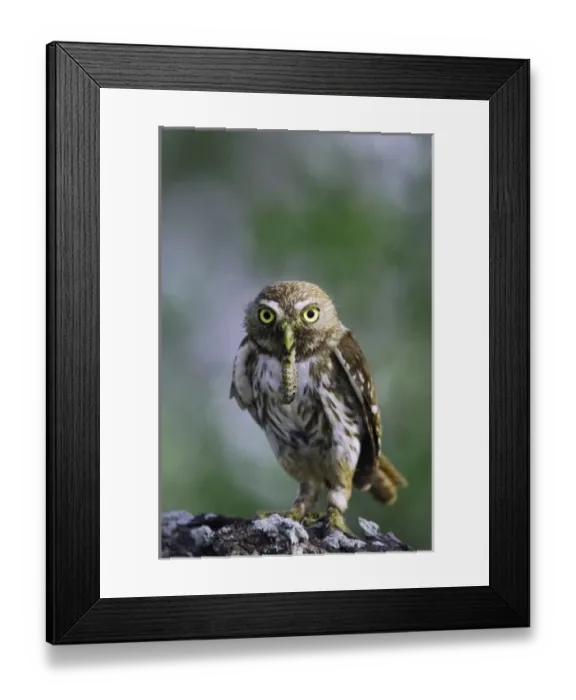 Framed Print : Ferruginous Pygmy-Owl, Glaucidium brasilianum, adult with worm prey, Willacy County Framed Print : Ferruginous Pygmy-Owl, Glaucidium brasilianum, adult with worm prey, Willacy County
