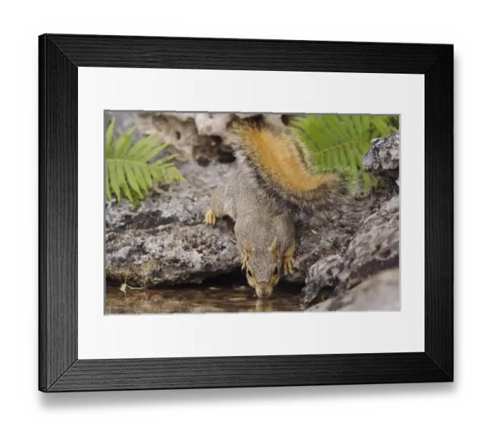 Framed Print : Nature, Fauna