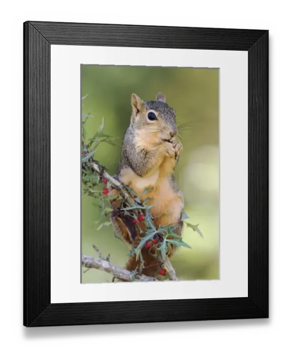 Framed Print : Eastern Fox Squirrel, Sciurus niger