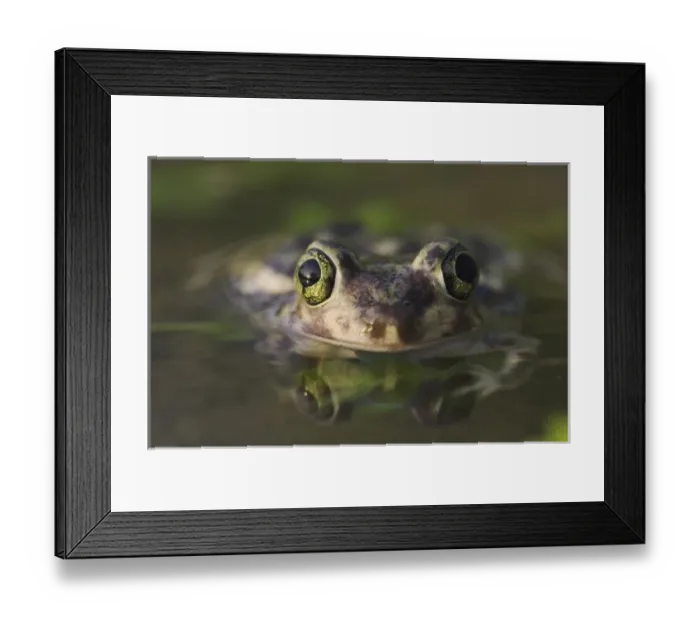 Framed Print : Couchs Spadefoot Framed Print : Couchs Spadefoot