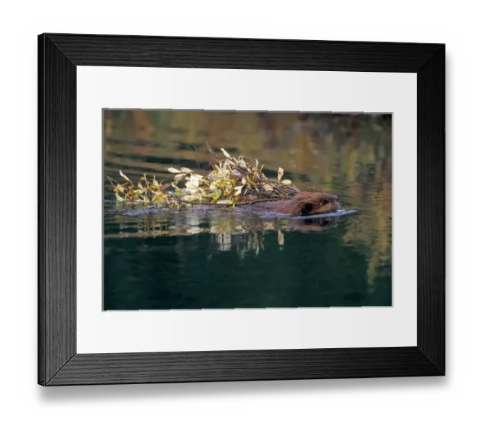 Framed Print : NA, USA, Alaska, Denali NP, Beaver collecting willows Framed Print : NA, USA, Alaska, Denali NP, Beaver collecting willows