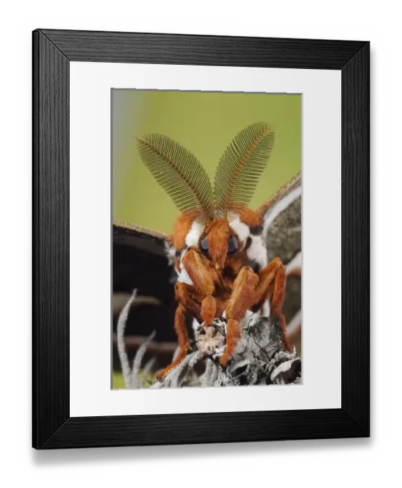 Framed Print : Nature, Fauna