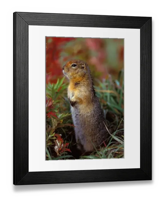 Framed Print : NA, USA, Alaska, Denali NP, Arctic ground squirrel Framed Print : NA, USA, Alaska, Denali NP, Arctic ground squirrel