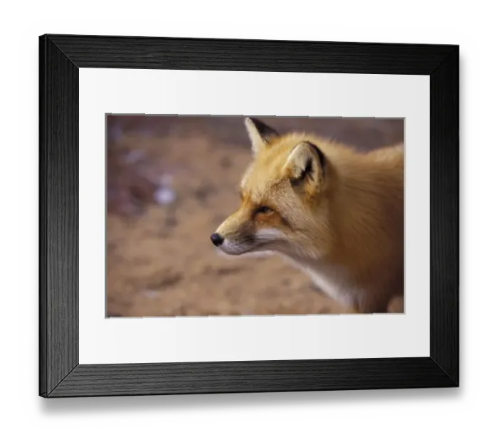 Framed Print : NA, Canada. Red Fox Framed Print : NA, Canada. Red Fox