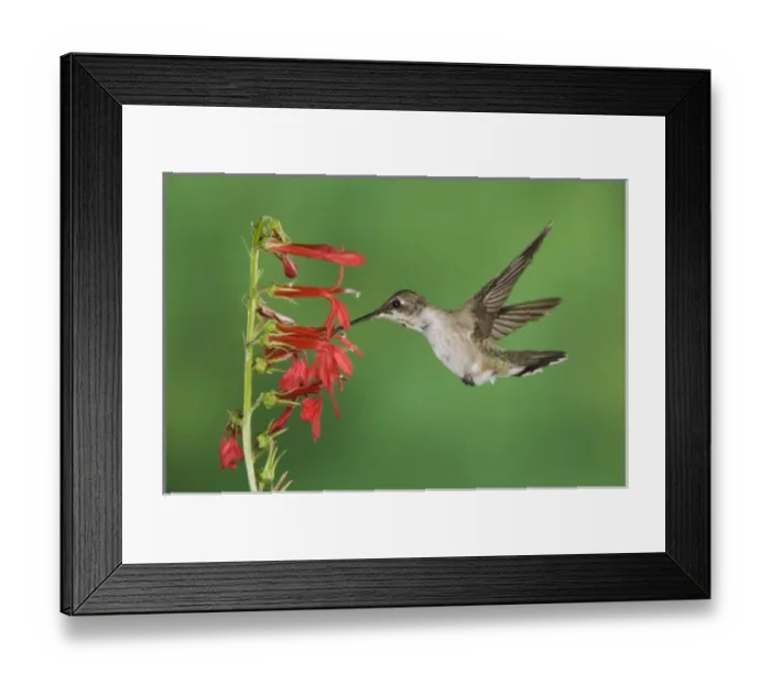 Framed Print : Black-chinned Hummingbird, Archilochus alexandri, immature male feeding on Cardinal Flower