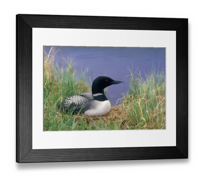 Framed Print : NA, USA, Alaska, Denali NP, Wonder Lake, Common loon on nest Framed Print : NA, USA, Alaska, Denali NP, Wonder Lake, Common loon on nest