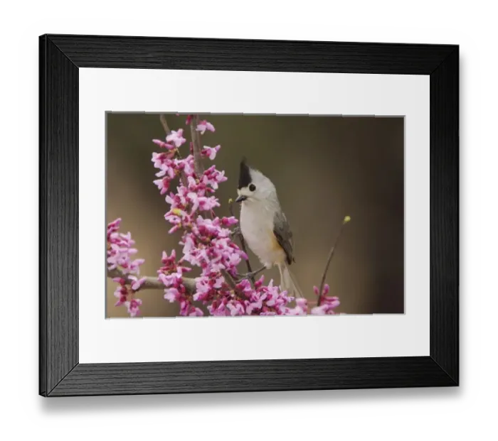 Framed Print : Black-crested Titmouse, Baeolophus atricristatus, adult perched on branch of blooming Framed Print : Black-crested Titmouse, Baeolophus atricristatus, adult perched on branch of blooming