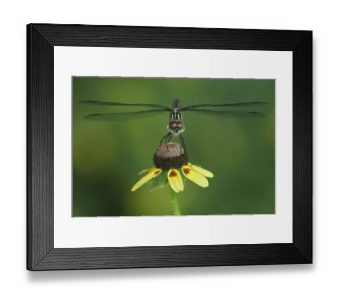 Framed Print : Blue Dasher, Pachydiplax longipennis, female on Clasping-leaved Coneflower(Dracopis amplexicaulis) Framed Print : Blue Dasher, Pachydiplax longipennis, female on Clasping-leaved Coneflower(Dracopis amplexicaulis)