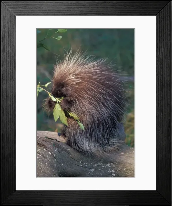 Framed Print : NA, USA, Alaska, Captive porcupine Framed Print : NA, USA, Alaska, Captive porcupine