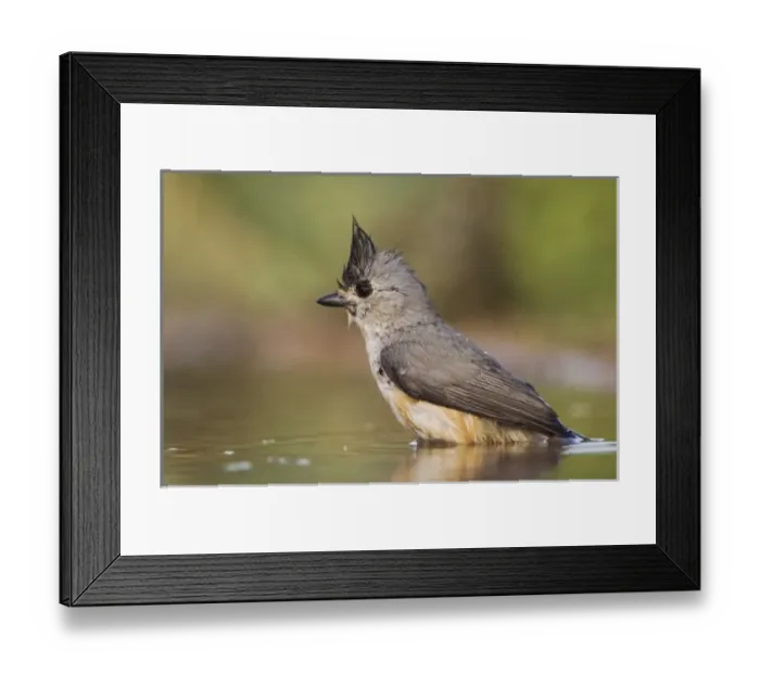 Framed Print : Nature, Fauna
