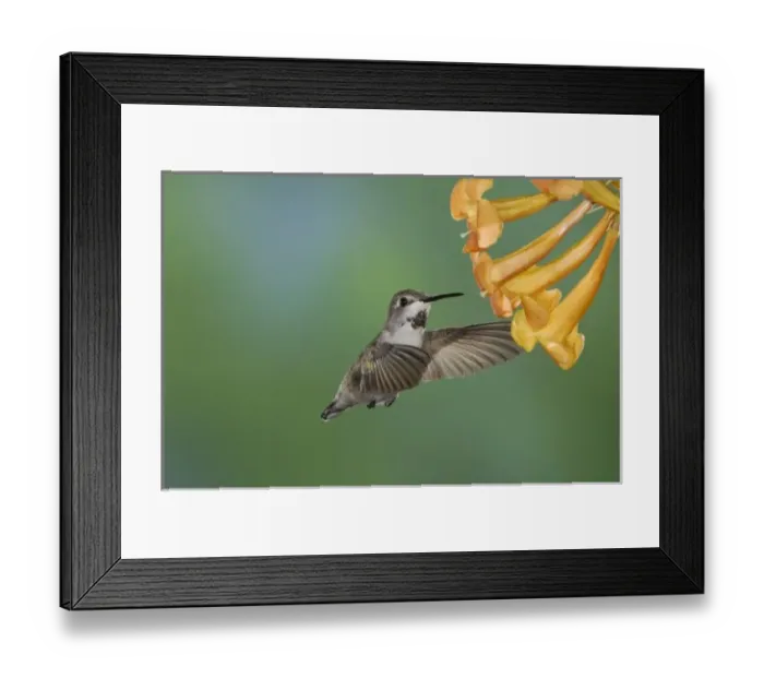 Framed Print : Costas Hummingbird, Calypte costae, young male in flight feeding on Yellow Trumpet Flower Framed Print : Costas Hummingbird, Calypte costae, young male in flight feeding on Yellow Trumpet Flower
