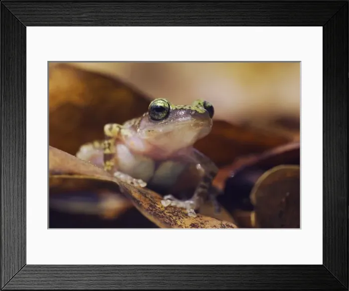 Framed Print : Cliff Chirping Frog, Eleutherodactylus marnockii Framed Print : Cliff Chirping Frog, Eleutherodactylus marnockii