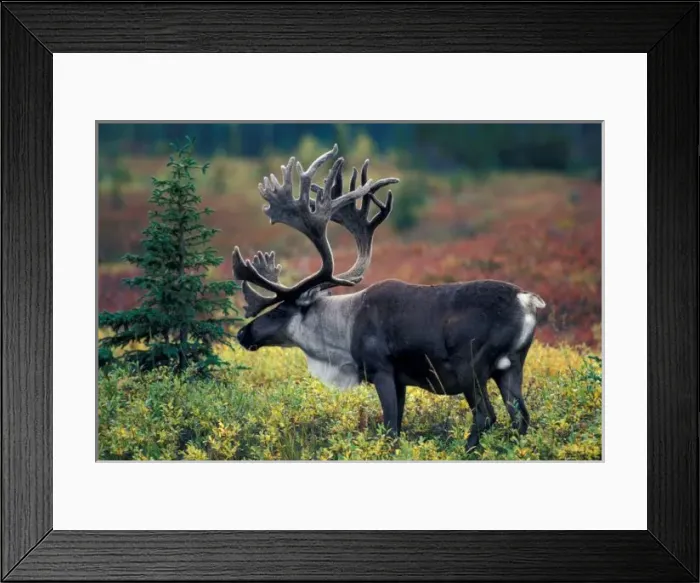 Framed Print : NA, USA, Alaska, Denali NP, Bull caribou Framed Print : NA, USA, Alaska, Denali NP, Bull caribou