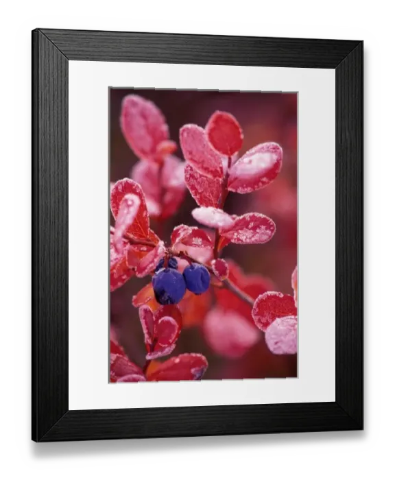 Framed Print : NA, USA, Alaska, Denali NP, Blue berries in frosted autumn colors Framed Print : NA, USA, Alaska, Denali NP, Blue berries in frosted autumn colors