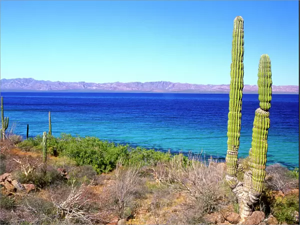 Mexico, Baja California Sur, Mulege, Bahia Concepcion, Cardon Cactus (Pachycereus