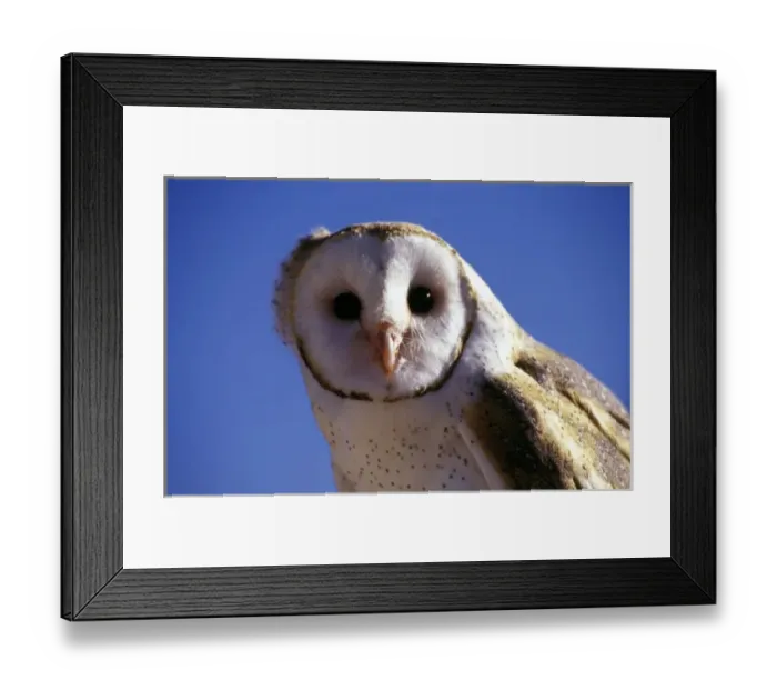 Framed Print : USA, Arizona, Arizona-Sonara Desert Museum. Barn Owl Framed Print : USA, Arizona, Arizona-Sonara Desert Museum. Barn Owl