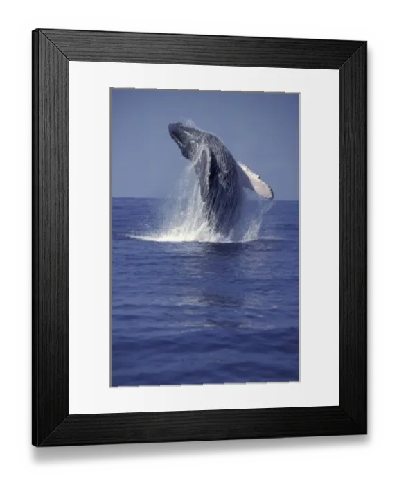 Framed Print : Humpback whale breaching (Megaptera novaeangliae)