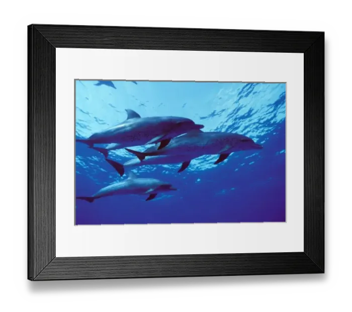 Framed Print : Caribbean, Bahamas Spotted dolphins Framed Print : Caribbean, Bahamas Spotted dolphins