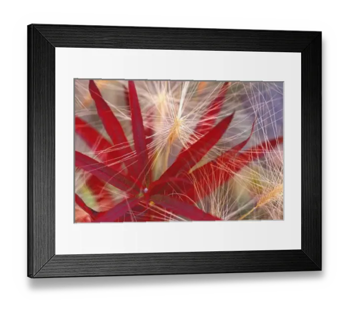 Framed Print : NA, USA, Alaska, Denali NP, Fireweed and wild barley Framed Print : NA, USA, Alaska, Denali NP, Fireweed and wild barley