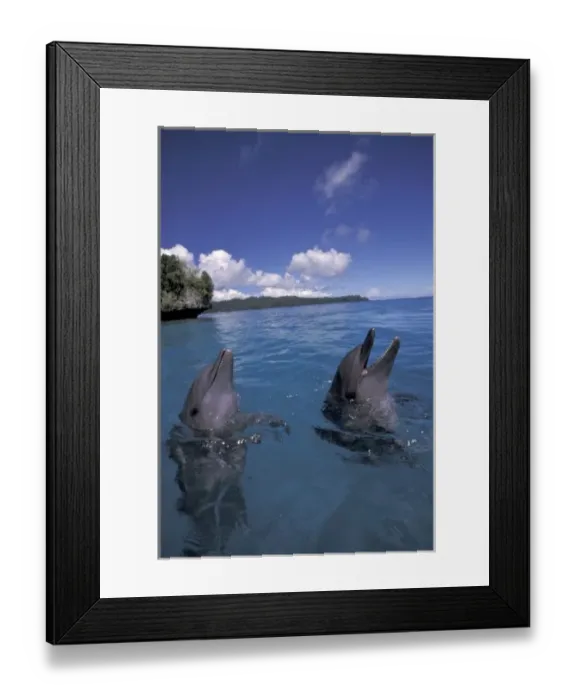 Framed Print : Micronesia, Palau Bottlenose dolphins (Tursiops truncatus) Framed Print : Micronesia, Palau Bottlenose dolphins (Tursiops truncatus)