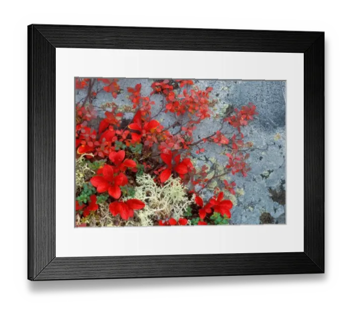 Framed Print : NA, USA, Alaska, Denali NP, Bear berry and blue berry in autumn Framed Print : NA, USA, Alaska, Denali NP, Bear berry and blue berry in autumn