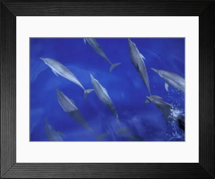 Framed Print : Spinner dolpins (Stenella longirostris)