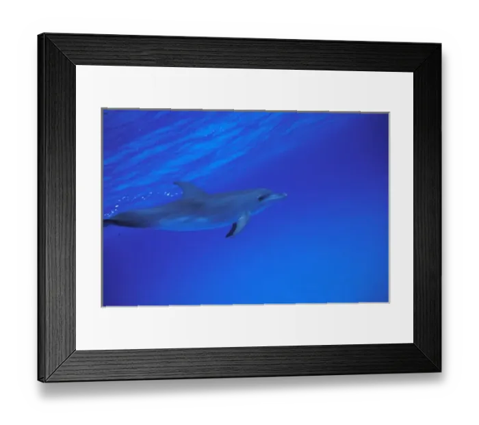 Framed Print : Caribbean, Bahamas Spotted dolphin Framed Print : Caribbean, Bahamas Spotted dolphin