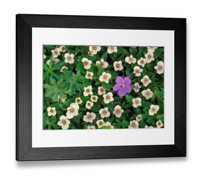 Framed Print : NA, USA, Alaska, Denali NP, Canadian dogwood Framed Print : NA, USA, Alaska, Denali NP, Canadian dogwood