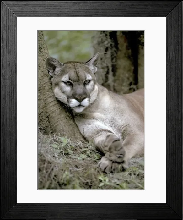 Framed Print : Florida panther Framed Print : Florida panther