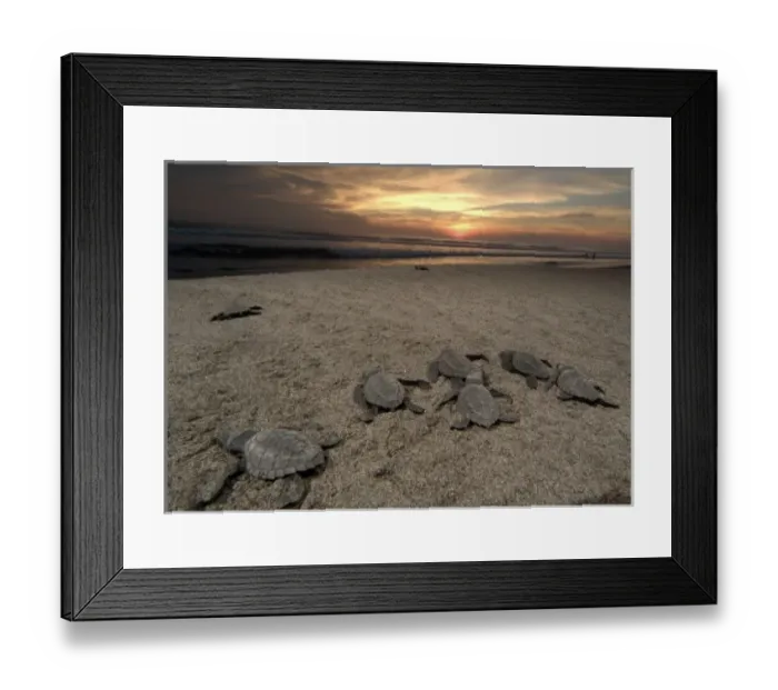 Framed Print : Mexico, Chiapas, Boca del Cielo Turtle Research Station, Olive Ridley sea turtle Framed Print : Mexico, Chiapas, Boca del Cielo Turtle Research Station, Olive Ridley sea turtle